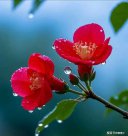 從“農(nóng)忙假”到“春假”：傳統(tǒng)回歸還是教育創(chuàng)新？